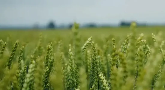 Zabiegi T3 jako element ochrony zbóż ozimych - jakie są cele tego zabiegu?
